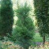 Ilex glabra Squeeze Box Proven Winners Inkberry Holly