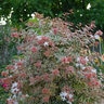 Abelia x grandiflora Tres Amigos Proven Winners Glossy Abelia