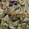 Abelia x grandiflora Tres Amigos Proven Winners Glossy Abelia