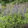 Baptisia x Decadence Deluxe Periwinkle Popsicle Proven Winners False Indigo