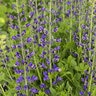 Baptisia x Decadence Deluxe Periwinkle Popsicle Proven Winners False Indigo