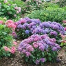 Hydrangea macrophylla Let's Dance Lovable Proven Winners Big Leaf Hydrangea