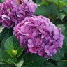 Hydrangea macrophylla Let's Dance Lovable Proven Winners Big Leaf Hydrangea