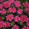 Monarda didyma Pardon My Rose Proven Winners Bee Balm