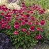 Echinacea x Double Dipped Watermelon Sugar Proven Winners Coneflower