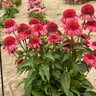 Echinacea x Double Dipped Watermelon Sugar Proven Winners Coneflower
