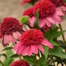 Echinacea x Double Dipped Watermelon Sugar Proven Winners Coneflower