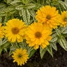 Heliopsis helianthoides Bit of Honey Proven Winners False Sunflower