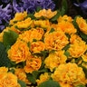 Primula vulagis Bouquet Perfect Mandarin Proven Winners Primrose