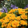 Primula vulagis Bouquet Perfect Mandarin Proven Winners Primrose