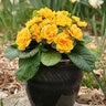 Primula vulagis Bouquet Perfect Mandarin Proven Winners Primrose
