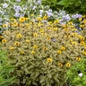 Heliopsis helianthoides Touch of Blush Proven Winners False Sunflower