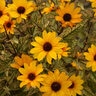 Heliopsis helianthoides Touch of Blush Proven Winners False Sunflower