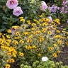 Heliopsis helianthoides Touch of Blush Proven Winners False Sunflower