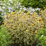 Heliopsis helianthoides Touch of Blush Proven Winners False Sunflower