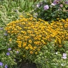 Heliopsis helianthoides Touch of Blush Proven Winners False Sunflower