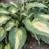 Hosta x Shadowland Love Story Proven Winners Plantain Lily