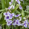 Tradescantia x Webmaster Proven Winners Spiderwort