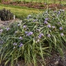 Tradescantia x Webmaster Proven Winners Spiderwort