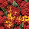 Lantana camara Luscious Royale Red Zone Proven Winners Lantana