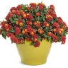 Lantana camara Luscious Royale Red Zone Proven Winners Lantana