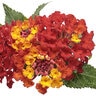 Lantana camara Luscious Royale Red Zone Proven Winners Lantana