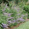 Vitex agnus-castus Rock Steady Proven Winners Chastetree True 3 gal. (11.36 L) Container