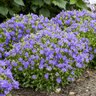 Campanula carpactica Mini Marvels Midnight Proven Winners Carpathian Bellflower