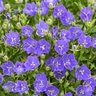 Campanula carpactica Mini Marvels Midnight Proven Winners Carpathian Bellflower