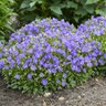 Campanula carpactica Mini Marvels Midnight Proven Winners Carpathian Bellflower