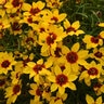 Coreopsis verticillata Designer Threads Golden Needles Proven Winners Threadleaf Tickseed