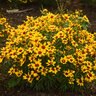 Coreopsis verticillata Designer Threads Golden Needles Proven Winners Threadleaf Tickseed