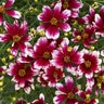 Coreopsis verticillata Designer Threads Heartstrings Proven Winners Threadleaf Tickseed