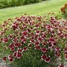 Coreopsis verticillata Designer Threads Heartstrings Proven Winners Threadleaf Tickseed