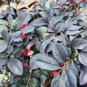 Loropetalum chinense Red Chocolate Proven Winners Fringe Flower