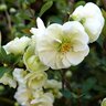 Chaenomeles speciosa Double Take Eternal White Flowering Quince