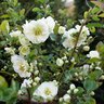 Chaenomeles speciosa Double Take Eternal White Flowering Quince