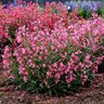 Penstemon barbatus Bejeweled Pink Pearls Beardtongue