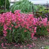 Penstemon barbatus Bejeweled Pink Pearls Beardtongue