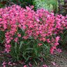 Penstemon barbatus Bejeweled Pink Pearls Beardtongue