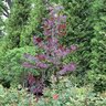 Cercis canadensis Midnight Express Eastern Redbud