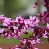 Cercis canadensis Midnight Express Eastern Redbud