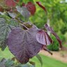 Cercis canadensis Midnight Express Eastern Redbud