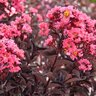 Lagerstroemia indica Center Stage Coral Proven Winners Crape Myrtle