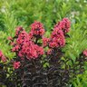 Lagerstroemia indica Center Stage Coral Proven Winners Crape Myrtle