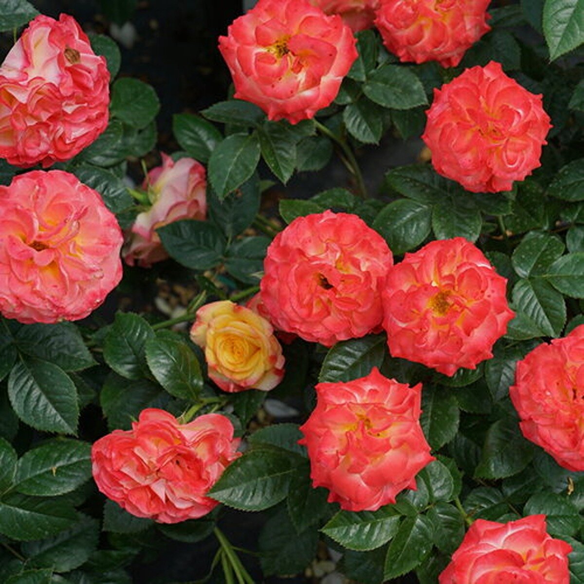 Rosa x Oso Easy En Fuego Proven Winners Rose | SiteOne US