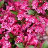 Weigela florida Sonic Bloom Punch Weigela