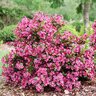 Weigela florida Sonic Bloom Punch Weigela