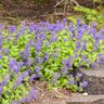 Nepeta hybrid Lemon Purrfection Proven Winners Catmint
