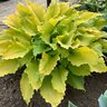 Hosta hybrid Shadowland Echo the Sun Proven Winners Plantain Lily